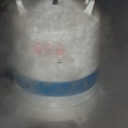 cryopreservation