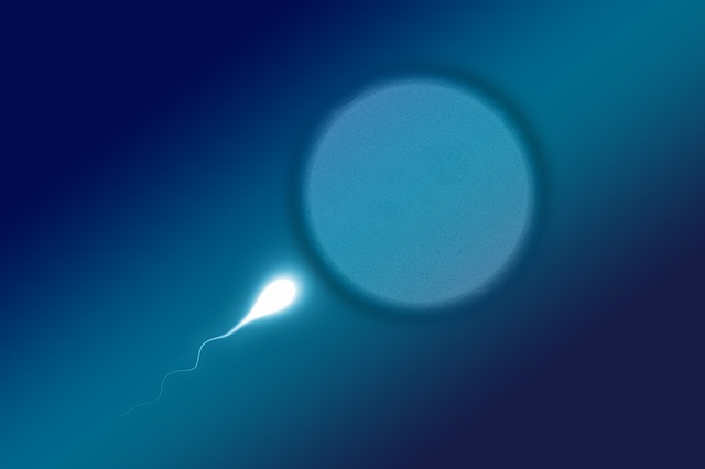 sperm with eggs, Zinc Supplement and Male fertility