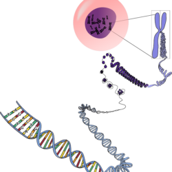 DNA chromosome fertility ivf surrogacytest