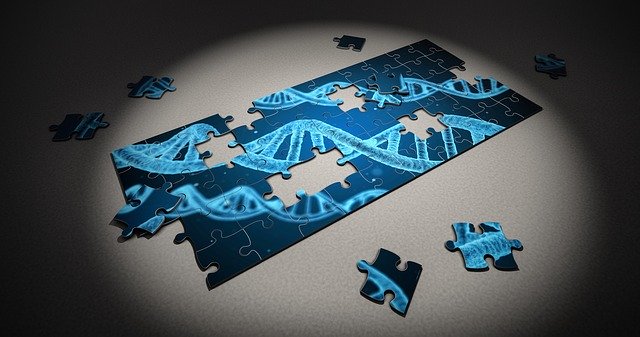 Img Puzzle Gene for Gene modification promotes fertility tourism