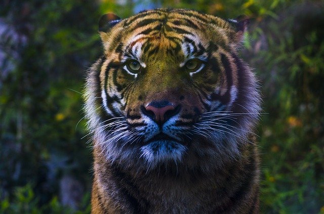 Saving tiger from extinction